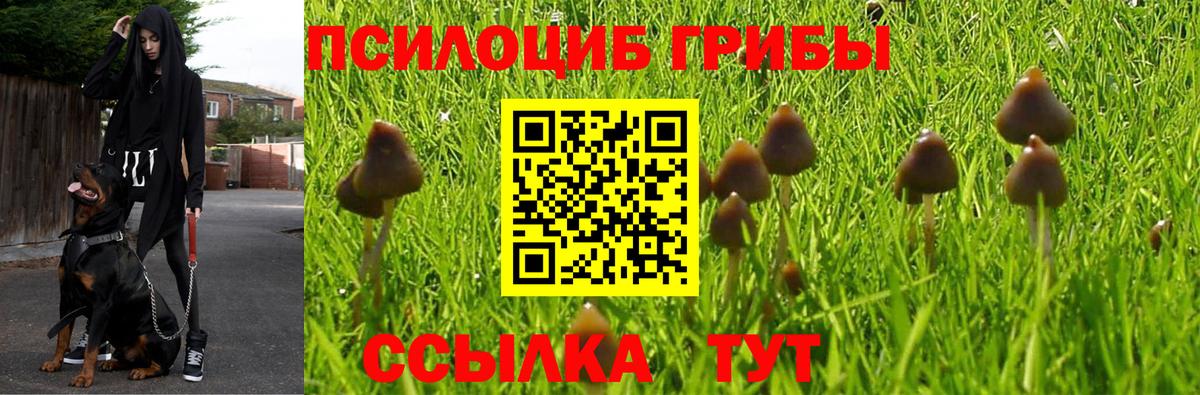 Псилоцибиновые грибы Psilocybine cubensis Углич